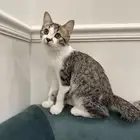 قط بلدي من ام شيرازيه