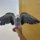 كاسكو متكلم
