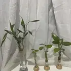 نباتات (بوتس و لاكي بامبو )