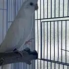 انثى كروان منتجه (تم البيع)