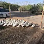 بط بكيني شحممم