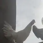 ديك مهجن بكستانية