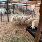 طليان ورخال وتيوس