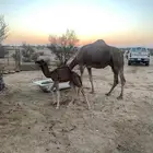 خلفة طيبة معها حواره