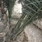 فروخ نخل هلالي