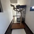 قفص ببغاء حجم كبير جدا - ستاند ببغاء كبير مصنوع من الخشب