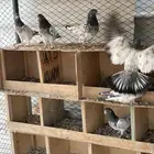 حمام باكستاني بانكا