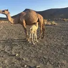 خلفه حمرا ناقه خواره