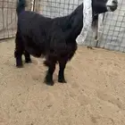 للبيع جذعات عوارض صنف نوادر