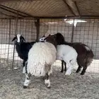 للبيع رخال اربع طيبه ومغلقه