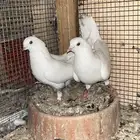 نمش صافية