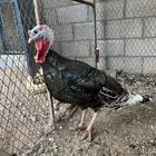 ديك رومي(تم البيع)