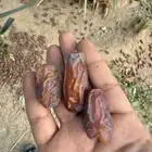 برني العلا