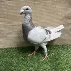 حمام زينه