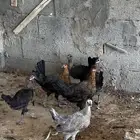 دجاج