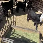 تيوس العدد 4
