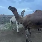 ثنين فحول ابل مشروطه