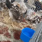 دجاج ماكتوش