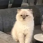 قط همالايا