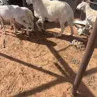 حريات عدد 3 دفيع فحلها معها وحده متبع تحتها رخل