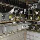 حمام باكستاني