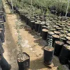 شتلات بريه الغاف و القرض الافريقي والطلح الملحي