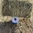 اعلاف ذرة جيزانية رفيعة