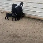 عنز عارضيه معها ثلاثه