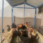 دجاج بلدي بياض