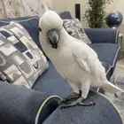 كوكاتو سلفر اليف جدا  جدا
