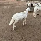 ذبايح سواكن مرابي