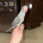 دره هولندي رمادي تم البيع