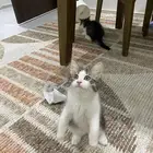قطط للتبني