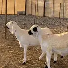 طليان مرابي الطايف سواكني ابيض