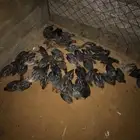 صوص فيومي عمر شهر ونص