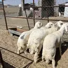 خرفان فواخر للبيع