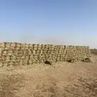 علف ذذره