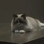 قطوة ضايعة