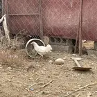 دجاج بلدي