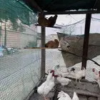 دجاج فرنسي بيور