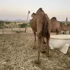 ناقه باكستانيه لقحه