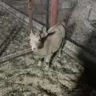 للبيع جفره قزميه