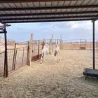 قعودين للبيع