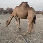 قعود رباع حمر ادهم مشروط