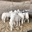 بهم حري