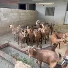 عنقان من مواليد الحلال للبيع