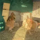 دجاج تركي للبيع بياض شرط