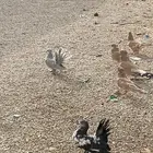 حمام