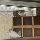 حمام باكستاني
