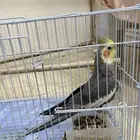 كروان متكلم